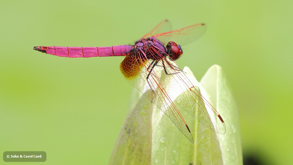 J17_2975 Trithemis aurora male.JPG